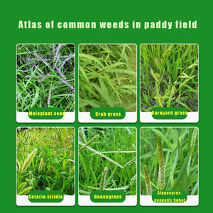 <span class=keywords><strong>Herbicida</strong></span> de Baja Toxicidad y Alta Eficacia. Seguro <span class=keywords><strong>para</strong></span> la remolacha azucarera. Excelente contra las <span class=keywords><strong>malas</strong></span> <span class=keywords><strong>hierbas</strong></span> de hoja ancha. Directo de Fábrica. - Product Image 3