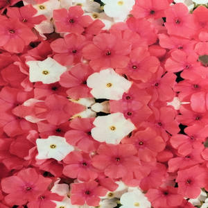 Tissu camisa de imprim 82% poliamida 18%, tecido elástico de spandex de nylon com impressão digital de 4 vias, tecido de natação - Product Image 3