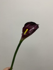Fiori di Calla Artificiali di Alta Qualità per Decorazioni Domestiche, Matrimoni, Eventi, Natale e <span class=keywords><strong>Festa</strong></span> <span class=keywords><strong>della</strong></span> <span class=keywords><strong>Mamma</strong></span> - Product Image 2
