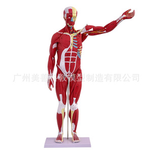 Modelo de anatomía muscular humana de cuerpo completo para simulación de enseñanza, 80 cm de largo, modelo de anatomía muscular médica desmontable de 27 piezas - Product Image 5