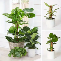 Support de plante flexible en fibre de coco écologique, minimaliste, en forme de tige, pour accessoires de jardin domestique