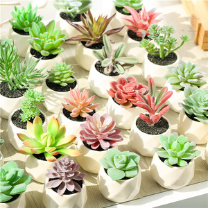 Venta al por mayor, nuevo diseño, Mini suculento con maceta de cerámica, plantas suculentas artificiales - Product Image 2
