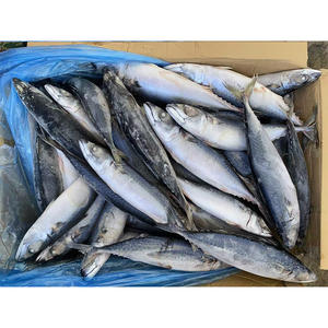 La mejor caballa de mar congelada en venta, pescado de caballa congelado en venta, pescado de caballa del Pacífico congelado - Product Image 6