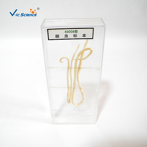 Préservation des spécimens d'Ascaris lumbricoides, aides pédagogiques en biologie et équipement expérimental pour les collèges et les lycées - Product Image 1