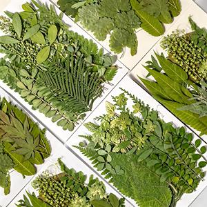 Ensemble de feuilles séchées <span class=keywords><strong>press</strong></span>ées assorties pour projets de bricolage, <span class=keywords><strong>scrapbooking</strong></span> et fabrication de cartes de vœux - Product Image 1