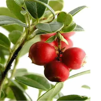 Extrait de Camu Camu en poudre de qualité alimentaire conforme aux normes GMP, 5%-25% de vitamine C, extrait par solvant, 100% soluble dans l'eau, 80 Mesh, en fût