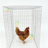 Cages à coqs robustes 70x70 cm et 90x90 cm, avec grillages carrés de 3 mm et 4 mm de diamètre pour la lutte des coqs