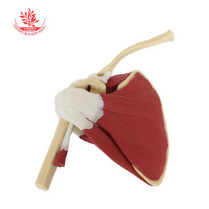 Modèle de muscle de l'articulation de l'épaule, en PVC, avec os mobiles, modèle d'articulation de l'épaule pour l'enseignement médical des adultes - Product Image 3