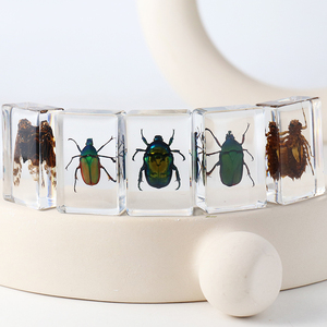 Côn trùng trong nhựa <span class=keywords><strong>Bug</strong></span> bảo quản mẫu bộ sưu tập paperweights nhựa côn trùng khác nhau côn trùng mẫu cho văn phòng người đàn ông Phụ nữ - Product Image 6