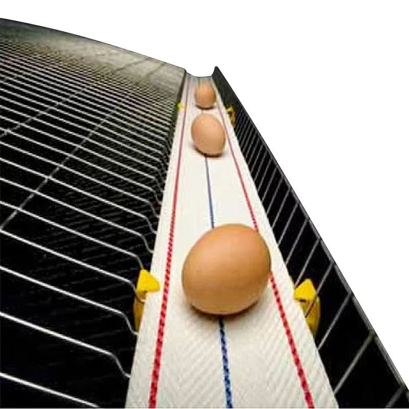plastic chain egg conveyor