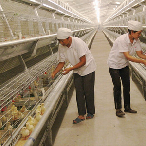 Estructura de acero ligera prefabricada para instalación en agricultura, para pollo, aves de corral, diseño de Casa de granja - Product Image 4