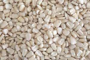 Maíz amarillo y blanco OGM seco - Product Image 3