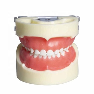 Modèle standard d'enfant dentaire pédiatrique pour le remplacement d'étudiant 24pcs dent - Product Image 3