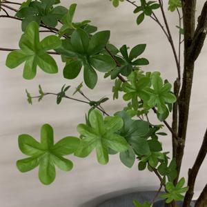 Árbol Artificial <span class=keywords><strong>de</strong></span> Enkianthus Perulatus, Flor <span class=keywords><strong>de</strong></span> <span class=keywords><strong>Nieve</strong></span> Japonesa Artificial con Follaje Verde Denso para Decoración <span class=keywords><strong>de</strong></span> Interiores, Hogar y Oficina, Varios Tamaños - Product Image 5