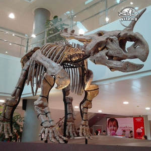 <span class=keywords><strong>Esqueleto</strong></span> <span class=keywords><strong>real</strong></span> <span class=keywords><strong>de</strong></span> <span class=keywords><strong>dinosaurio</strong></span>, - Product Image 5