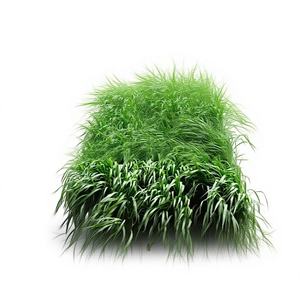 Graines d'herbe de seigle, huile sauvage, pâturage quatre saisons, luzerne, <span class=keywords><strong>chicorée</strong></span> résistante au froid, haut rendement, bétail, moutons, poulets, oies, poissons, herbe - Product Image 1