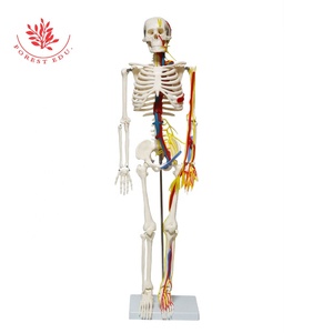 9 types <span class=keywords><strong>de</strong></span> pieds amovibles médicaux d'anatomie <span class=keywords><strong>de</strong></span> modèle <span class=keywords><strong>de</strong></span> <span class=keywords><strong>squelette</strong></span> humain <span class=keywords><strong>de</strong></span> 85cm, faciles à assembler, comprennent une Base pouvant être posée sur le bureau - Product Image 6