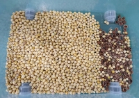 Hot Koop Lage Prijs Kleine Ccd Walnoot Cashew Amandel Pistache Kleur Sorter Gedroogde Vruchten Noten Sorteren Machine