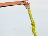 Moissonneuse de maïs ensilé à une ou deux rangées, montée sur tracteur, pour mini-ensilage