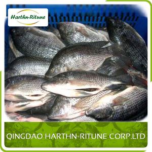 Meilleur Prix Tilapia Frais Congelé <span class=keywords><strong>Filet</strong></span> De Poissons - Product Image 5