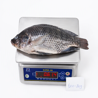 Tilapia noire entière surgelée IQF pour la transformation alimentaire, les commandes d'exportation et les achats en gros volumes