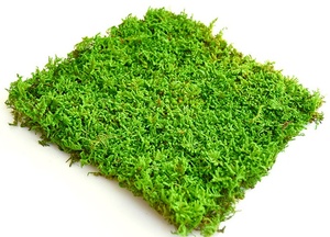 Musgo Eterno para Interiores/Exteriores, Verde Natural, Hecho a Mano, Ecológico, Decoración de Pared, Material para Manualidades, Preservación de Flores para Pascua - Product Image 3