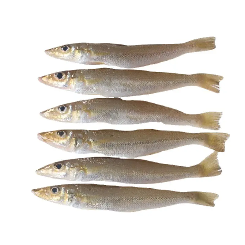 Hot selling high quality frozen sardines factory wholesale price frozen seafood great nutritional value frozen sardines