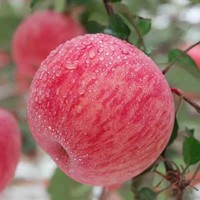 Pommes rouges fraîches Fuji et Gala, pommes sucrées et croustillantes, fournisseur en gros de Chine pour l'exportation