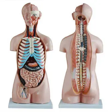 Medische Wetenschap Lesmateriaal 85 Cm Medisch Onderwijs Menselijk Torso Lichaam Anatomie Model Menselijk Torsmodel