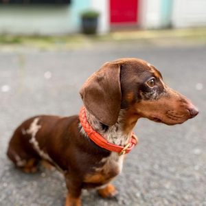 Colla pour animaux de compagnie en cuir de luxe tissé à la mode personnalisé pour chiens de petite et moyenne taille collier de chien - Product Image 5