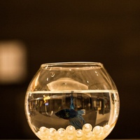 Aquarium en verre transparent circulaire miniature pour poissons rouges, poissons combattants, tortues, art, bureau, maison, petit salon