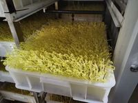 Commerciële Automatische Bonenspruitverwerkingsmachine Mung Bean Spruitreinigingsapparatuur Voor Het Ontkiemen Van Bonen
