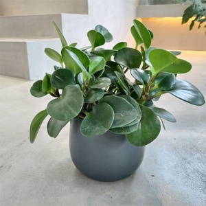 Pots à fleurs en céramique ronds modernes émaillés, petits pots à succulentes, jardinières intérieures/extérieures, décoration de maison, bureau, jardin, pépinière - Product Image 6