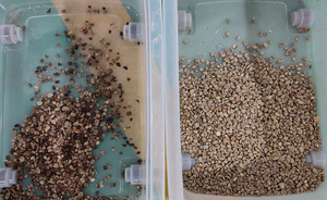 Macchina per la lavorazione della ciliegia del <span class=keywords><strong>caffè</strong></span> separatore di colore e selettore del chicco di <span class=keywords><strong>caffè</strong></span> selezione per <span class=keywords><strong>caffè</strong></span> naturale e tostato - Product Image 4