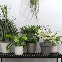 Treillis d'intérieur en fil métallique pour petites plantes Treillis de jardin en forme de feuille de fer de 12 pouces Petits treillis pour l'escalade