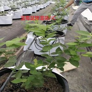 Sacs de culture pour plantes de 2 ou 5 gallons Outils de jardinage pour la maison Sac de plantation de 7 gallons de 10 gallons Pots en tissu pour fleurs et arbres fruitiers - Product Image 2