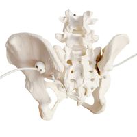 KyrenMed Modèle de bassin féminin flexible grandeur nature Modèle de squelette pelvien féminin avec 2 vertèbres lombaires Modèle osseux L4-L5