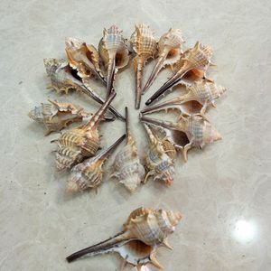 Vente directe du fabricant escargot Long en conque pour accessoires de tir - Product Image 3