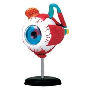 Rompecabezas <span class=keywords><strong>del</strong></span> <span class=keywords><strong>Cuerpo</strong></span> <span class=keywords><strong>Humano</strong></span>, Juego de Juguetes de Anatomía, Modelo de Corazón, Cerebro, Cráneo, Ojo, Oído, Mano, Diente y Órganos para Niños, Educación Científica y Exhibición de Estudio - Product Image 3