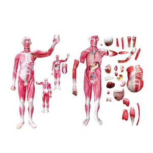 Modèle anatomique <span class=keywords><strong>musculaire</strong></span> du <span class=keywords><strong>corps</strong></span> entier, torse de 180 cm, 37 parties, organes internes, modèle de torse <span class=keywords><strong>musculaire</strong></span> de taille réelle, système médical - Product Image 6