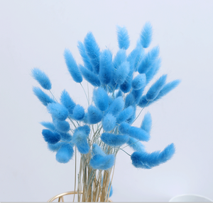 Queues de lapin blanches, fleurs sèches naturelles, mignonnes queues de lapin conservées, lagus pour la décoration de la maison - Product Image 4