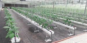 Offre Spéciale Légumes Fruits Fleurs Fraise Structure Stable Pc Feuille <span class=keywords><strong>Culture</strong></span> Hors Sol - Product Image 5