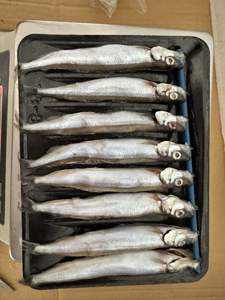 ปลาคาเปลินแช่แข็ง ชิชามโอะ คุณภาพสูง ราคาดี สำหรับขายส่งปลาคาเปลิน ชิชามโอะ - Product Image 2
