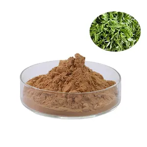 Échantillon gratuit naturel de thé vert polyphénols 50% extrait de thé vert en poudre