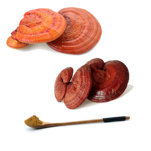 Extracto de seta de <span class=keywords><strong>Lingzhi</strong></span> orgánico, Café en espiral seco sin procesar, de Color negro, Ganoderma, Lucidum, Reishi - Product Image 1