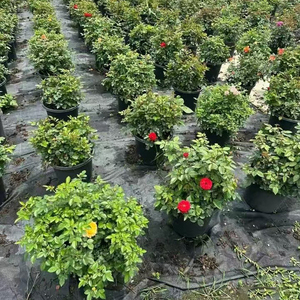 Rose Chinensis, rosier à fleurs, variétés mélangées, différentes tailles, plantes <span class=keywords><strong>vivaces</strong></span>, aménagement paysager, rosier ornemental en pot, bonsai - Product Image 6