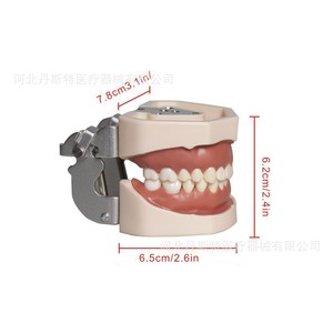 แบบจำลองการเตรียมฟัน HDF แบบถอดประกอบได้ทั้งชุด ขนาด 6.5 ซม. x 7.8 ซม. x 6.2 ซม. สำหรับฝึกอบรมทางทันตกรรม - Product Image 1