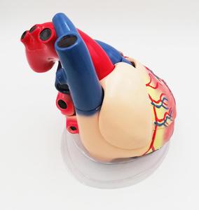 Gelsonlab HSBM-228 5 раз 3 пластиковых деталей модель человеческого сердца Сердце Модель анатомирования для медицинские пластмассы модели сердца - Product Image 6