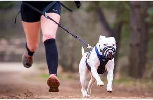 Bozal suave y transpirable para perros con correas ajustables, bozales de entrenamiento para mascotas antimordeduras y antiladridos para perros grandes - Product Image 5