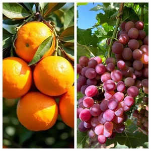 EDDHA Fe 6% Fertilizante de Hierro Quelatado Previene el Amarilleamiento de las Hojas para Agricultura y Horticultura - Product Image 2